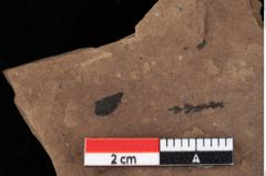 Foto (Detailansicht) von Glyptostrobus ungeri Heer (NHMW-GEO-2024-0188-0189)